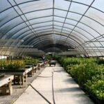 Choosing the Right Wholesale Tree Nursery for Large-Scale Landscaping Projects