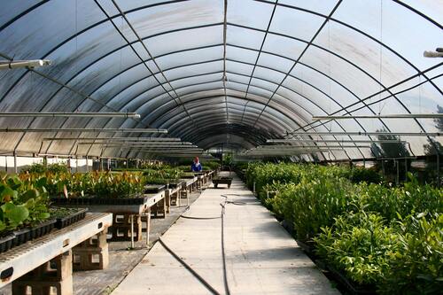 Choosing the Right Wholesale Tree Nursery for Large-Scale Landscaping Projects Choosing the Right Wholesale Tree Nursery for Large-Scale Landscaping Projects